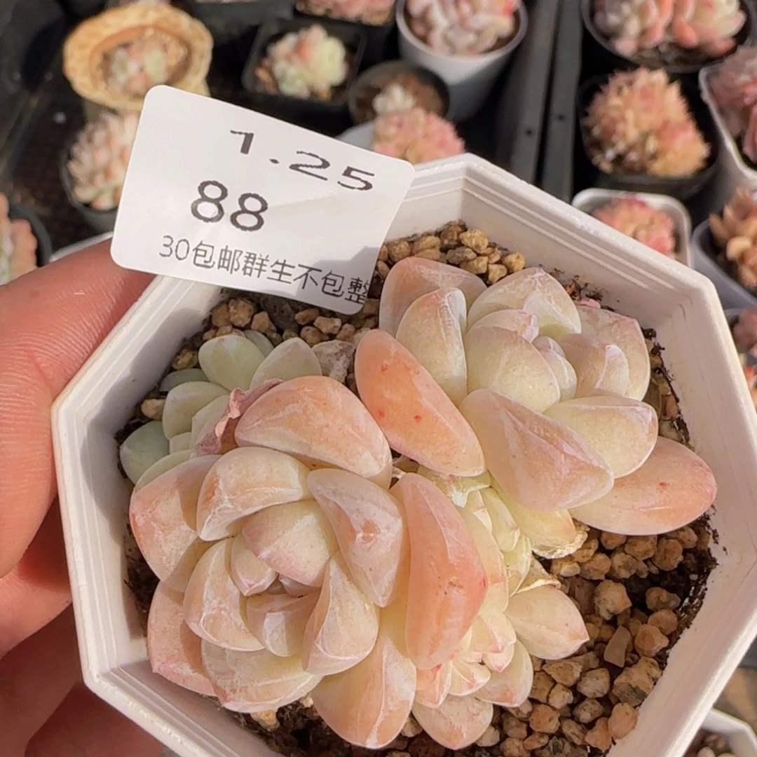 五头冰玉一颗脱土发货