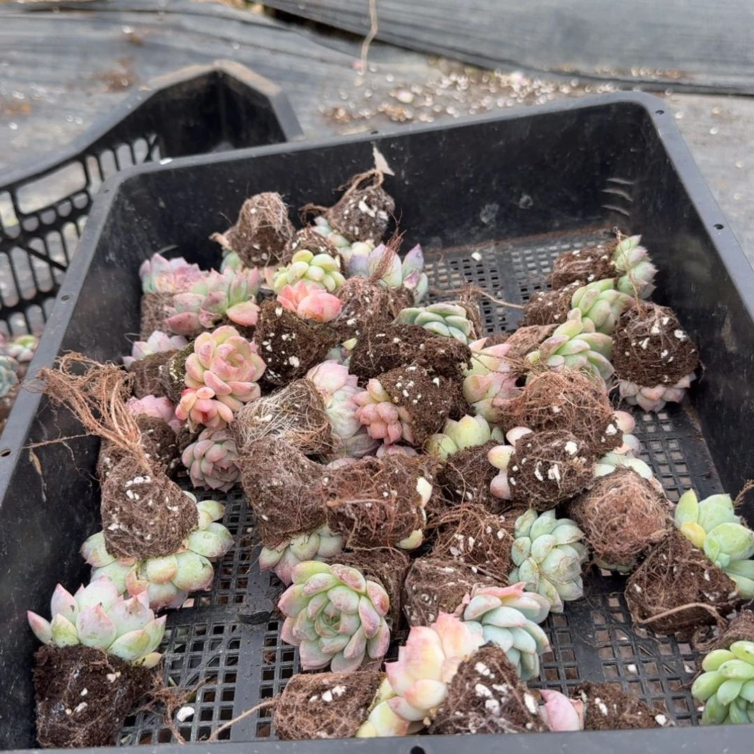 11-17珍妮混合四十棵量拍发货左六左七之间