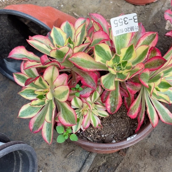 355魅影有砍多肉123455789