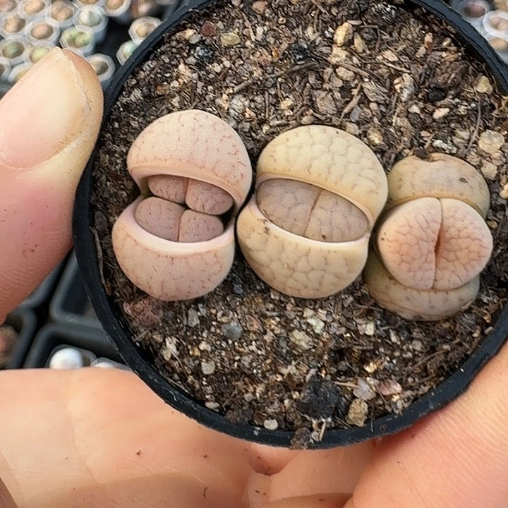 生石花11111。   83