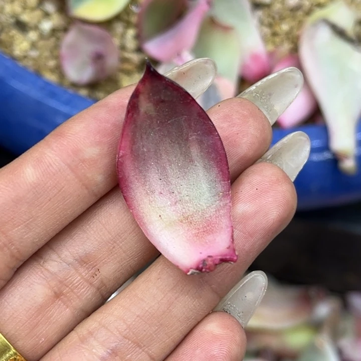 虚*多肉锦叶片一颗价格