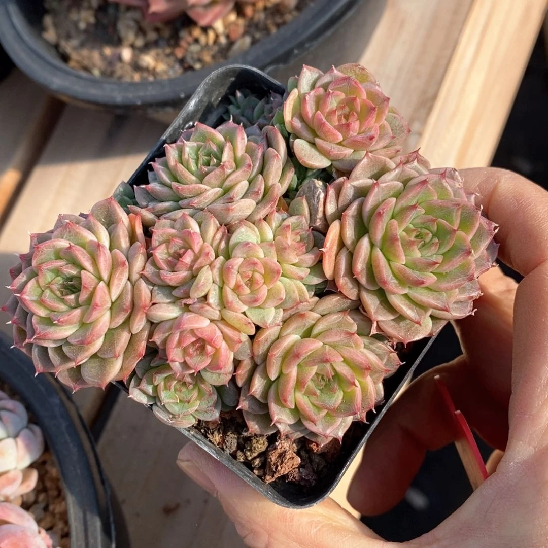 精品多肉一物一拍不包整3