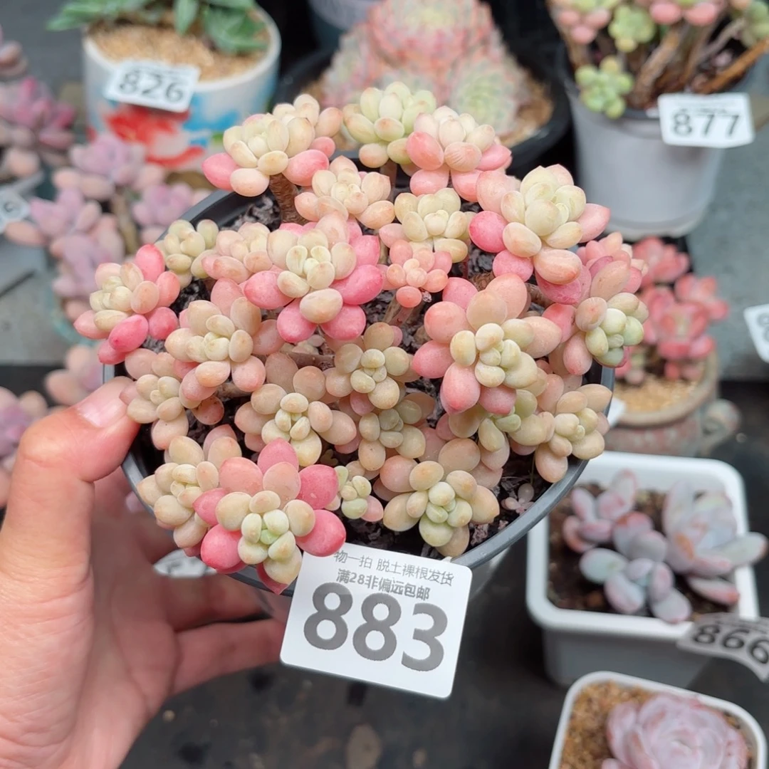 鱼子酱老桩无盆土发货