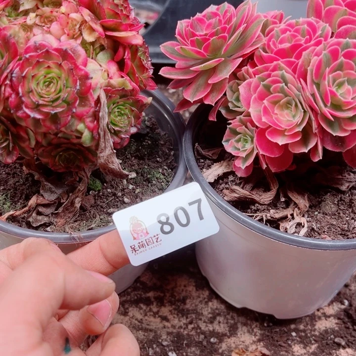 澜***多肉植物多肉植物