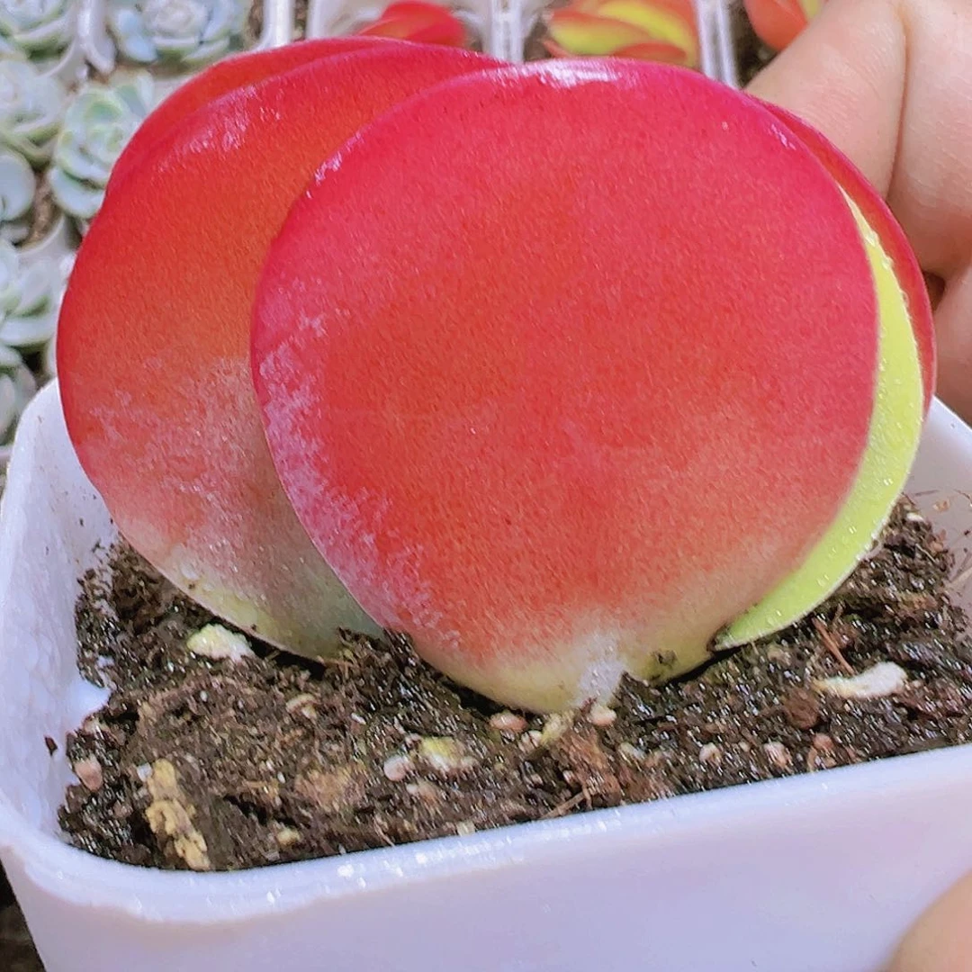 唐寅多肉植物19包邮