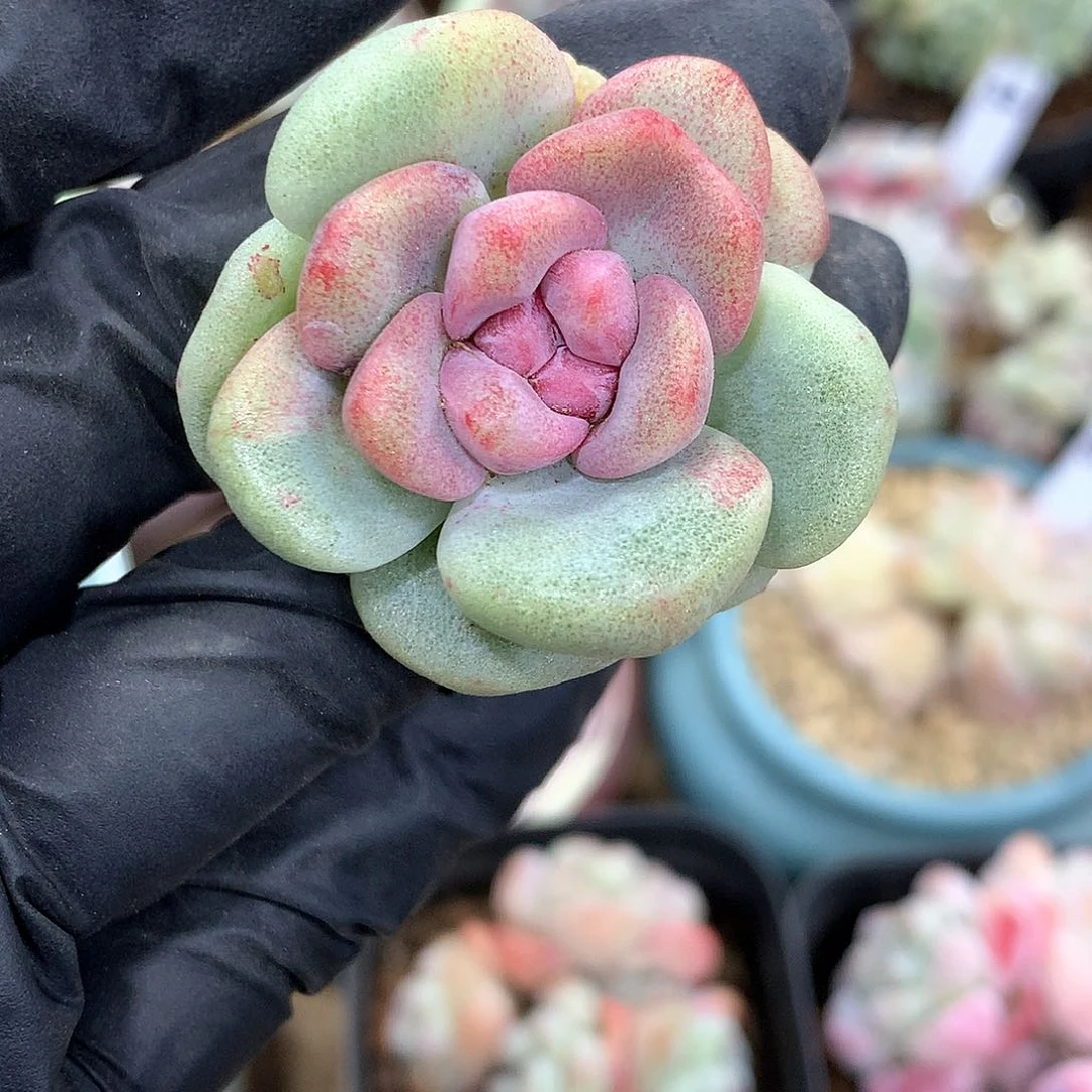 奶*?1冰玉冰玉冰玉冰玉冰玉石化