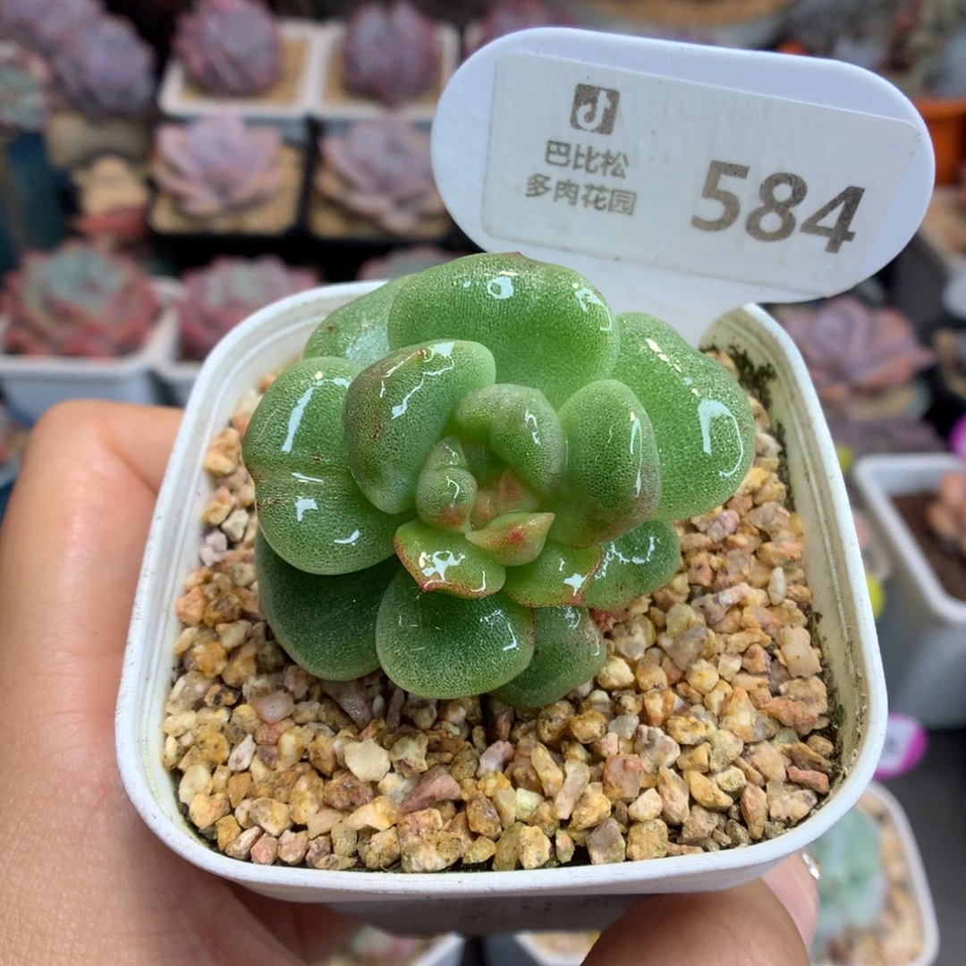 584冰玉石化多肉植物