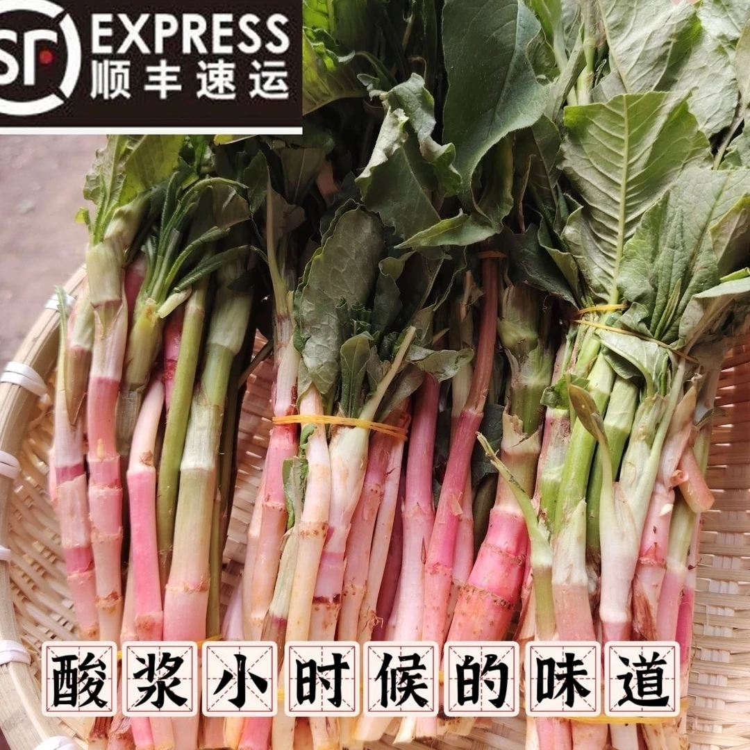 东北新鲜酸浆 小时候的味道 酸桨 东北山菜东北特产 顺丰包邮