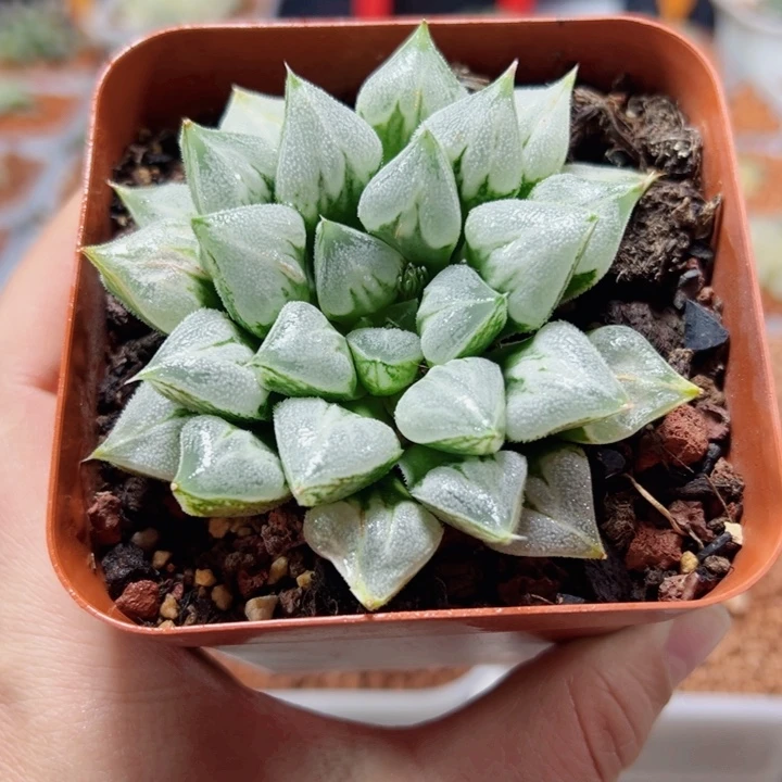 十二卷多肉爱心寿