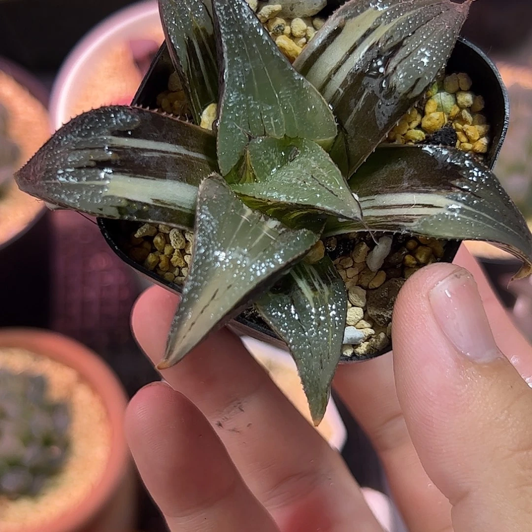 茜云锦十二卷多肉植物