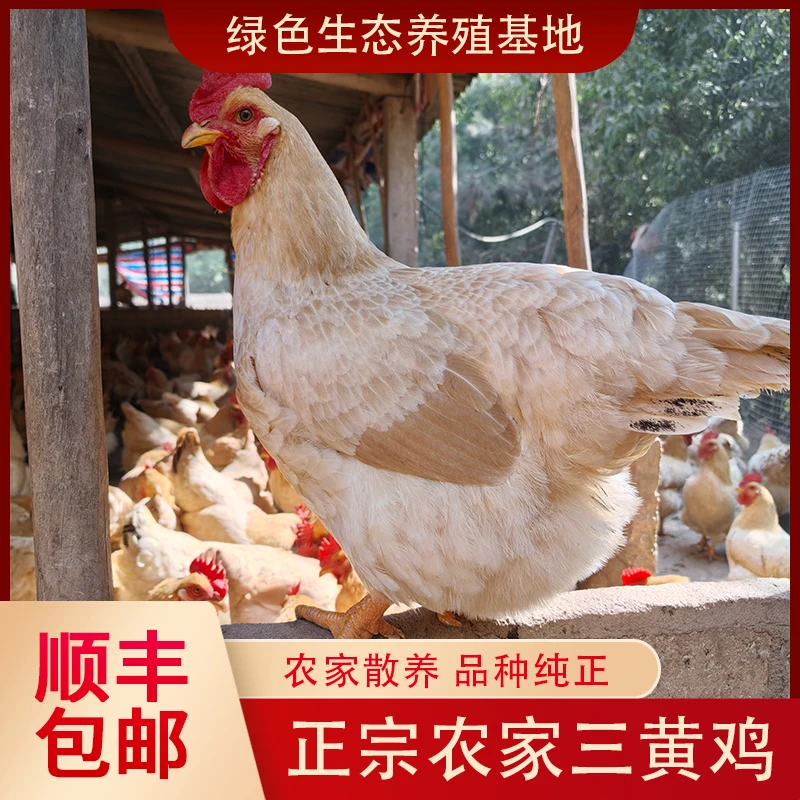 广西正宗三黄下蛋母鸡月子鸡230天，顺丰包邮