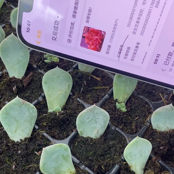 端午六一穴盘金樽芽苗一个