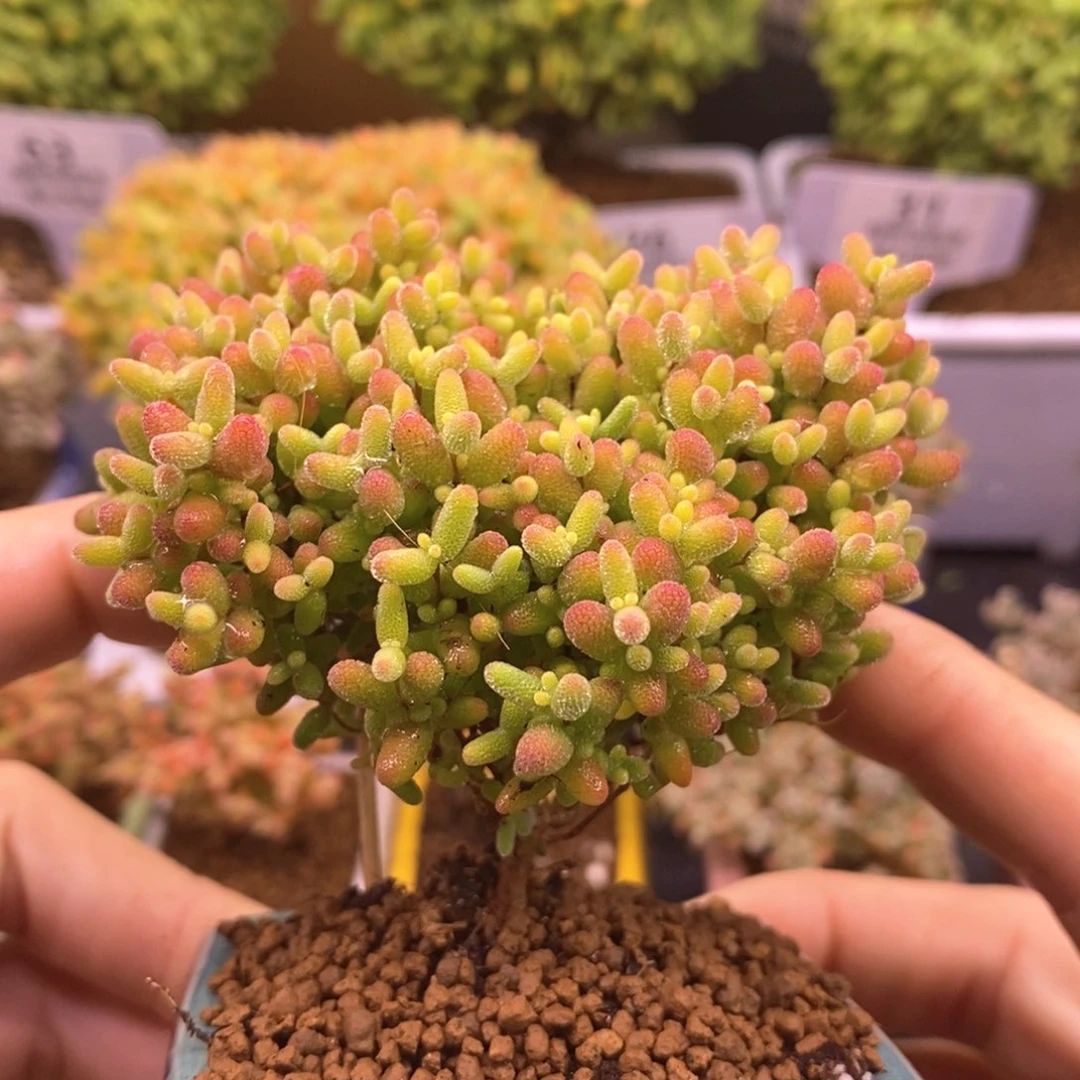 662爱心球蜜橘糖球（带盆。  ）。