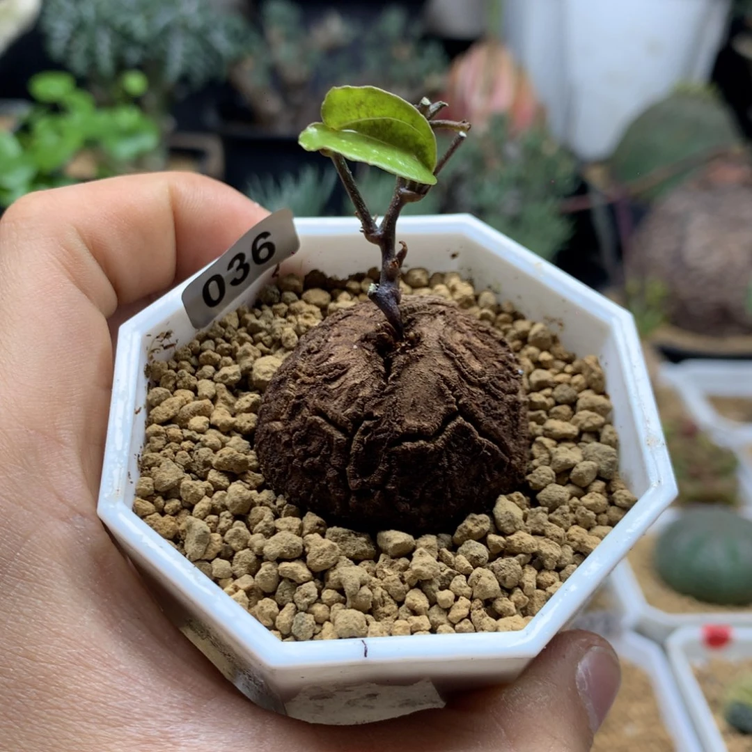 南非龟甲龙带盆发货多肉36