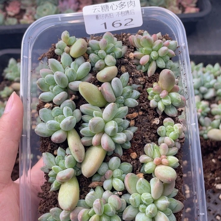 云糖心多肉植物162