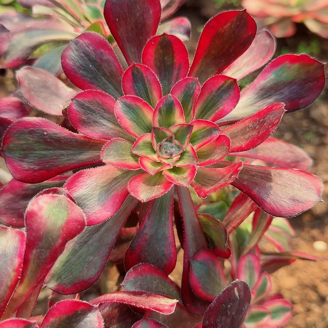 8棵不同品种主头8-15公分标准