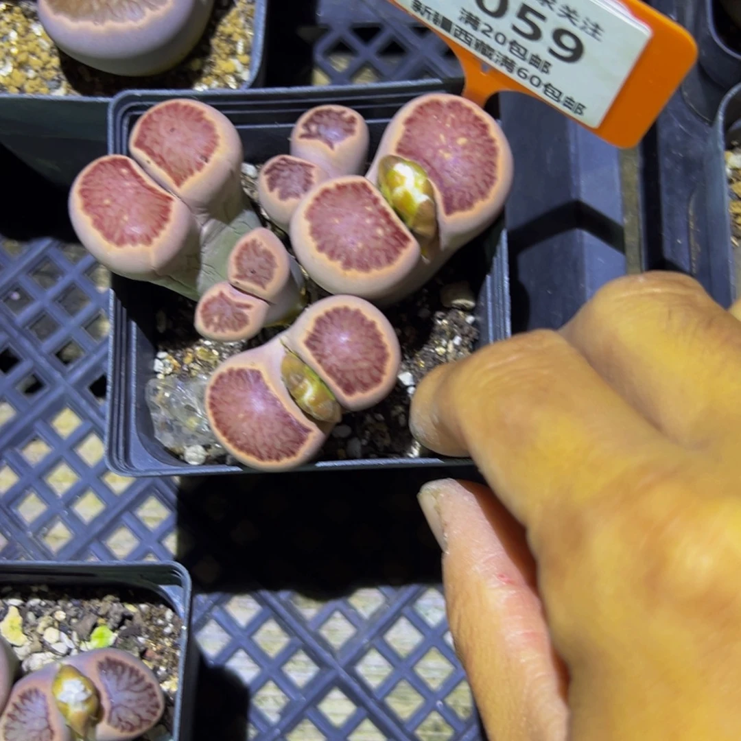 用***0059 一物一拍，默认有伤，介意勿拍，不退不换