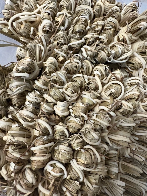 （娜姐推荐）灯芯草