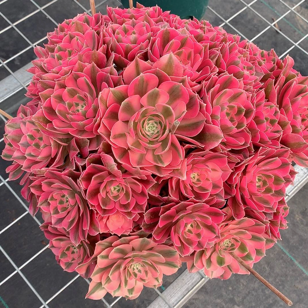 单****爹粉女巫多肉植物