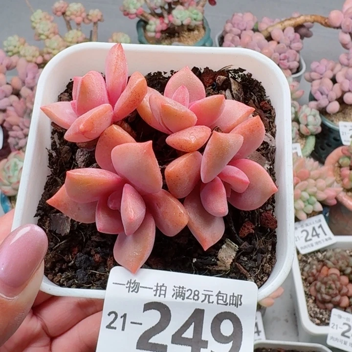 彩虹糖多肉无盆土发货多