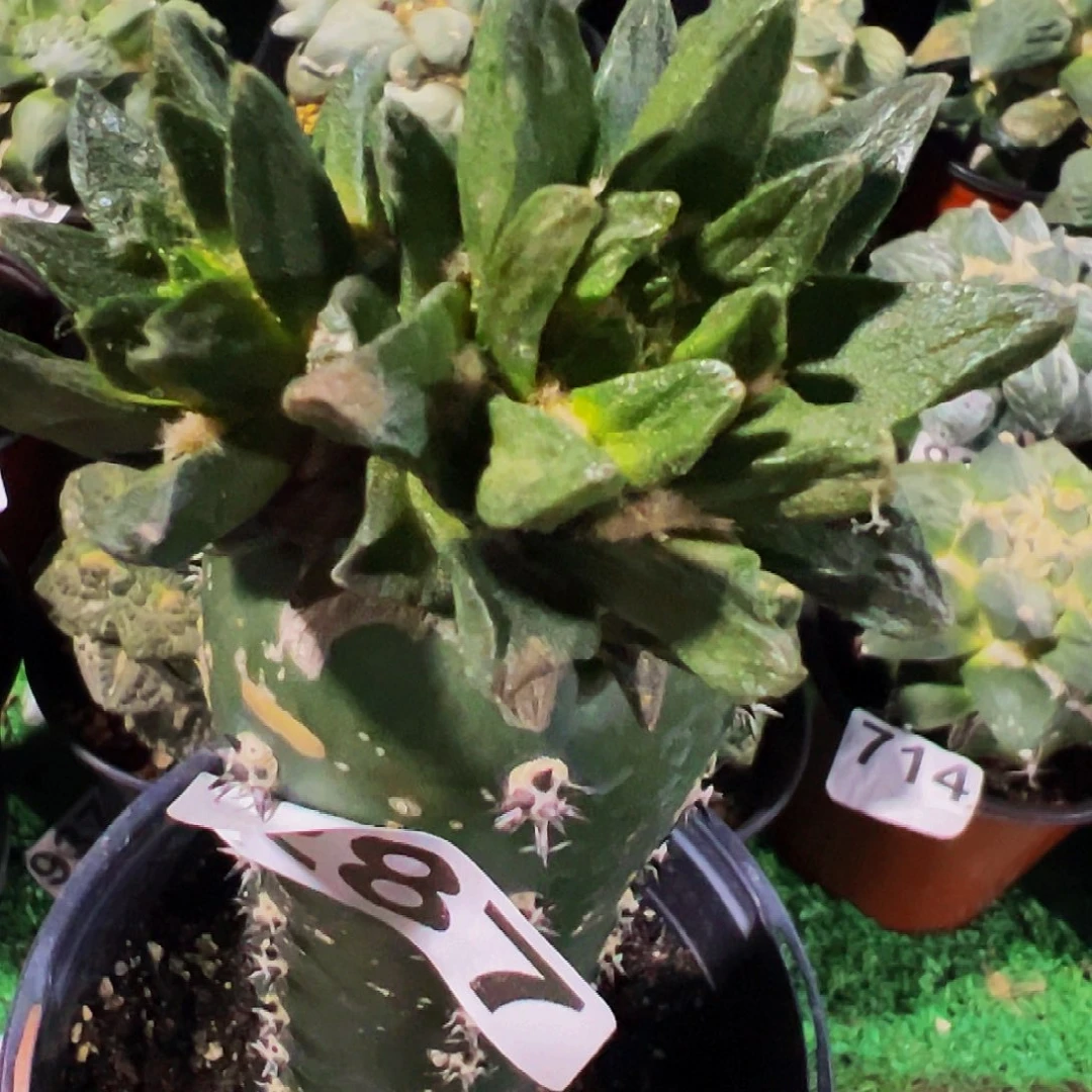 无花朵福利双头苗接龙角牡丹287