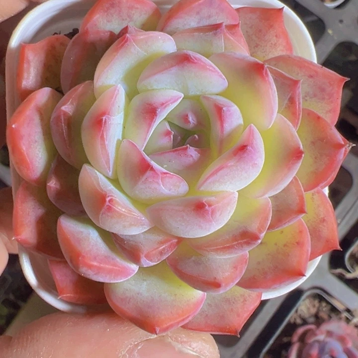 玉笛精品多肉植物大战