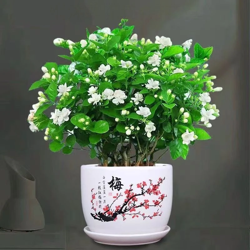 【浓香型】重瓣茉莉花盆栽带花苞特大茉莉花四季开花花卉绿植植物花