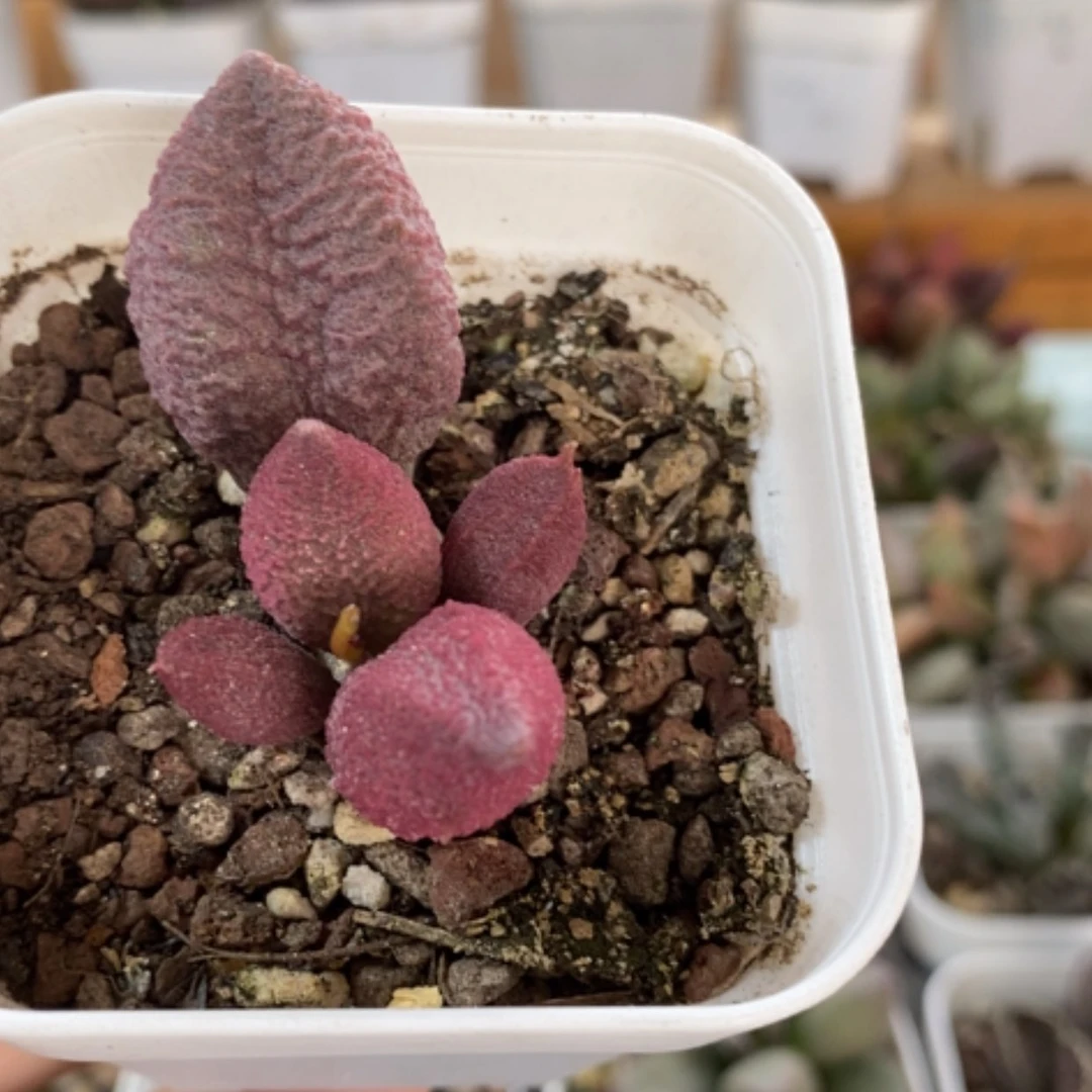 【闪购商品】无花朵腹部