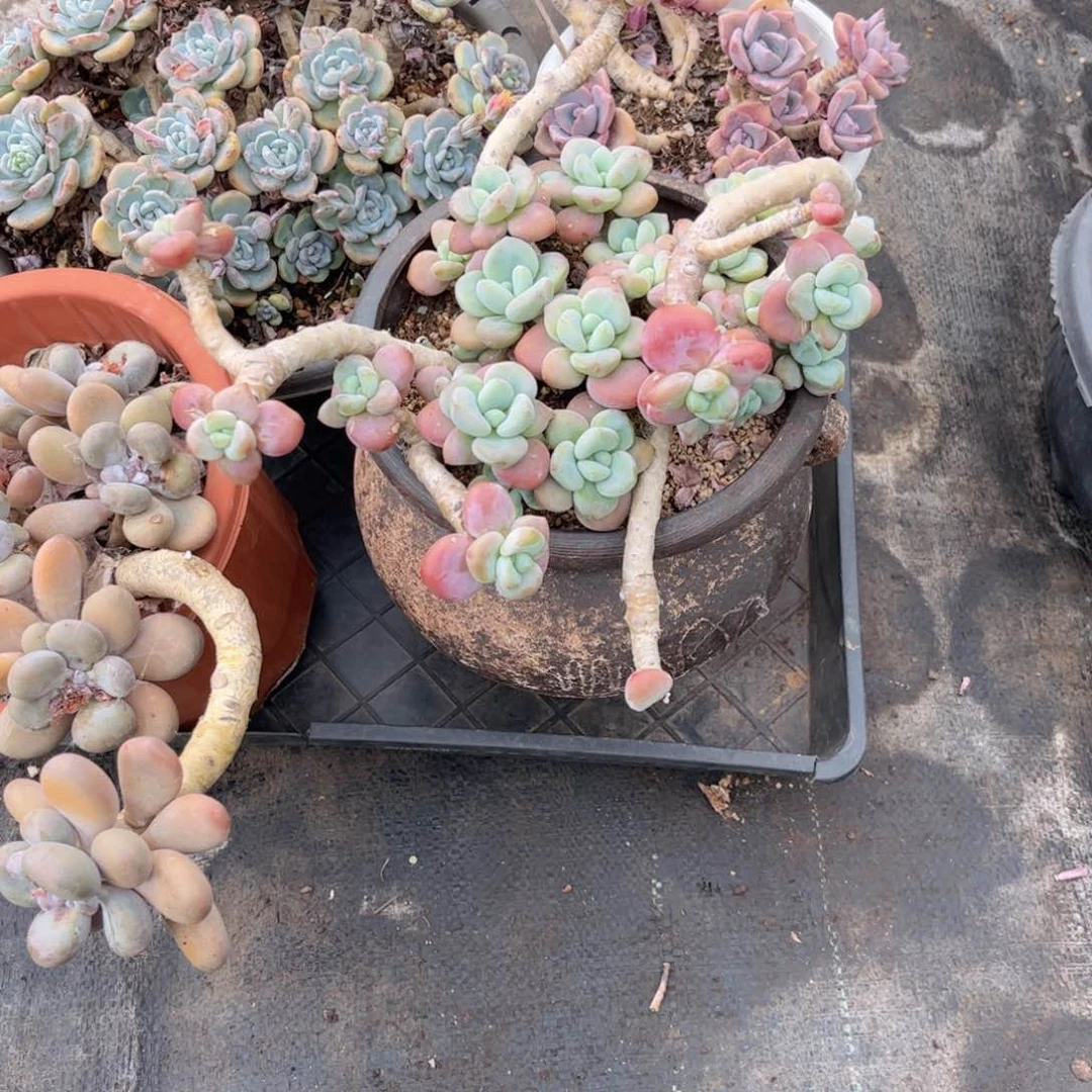 无花朵罗****o友家多肉一物一拍