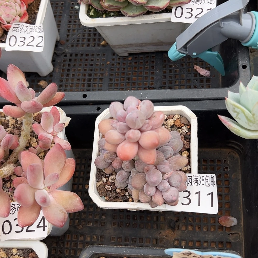 阿***甘多肉一物一拍植物0311