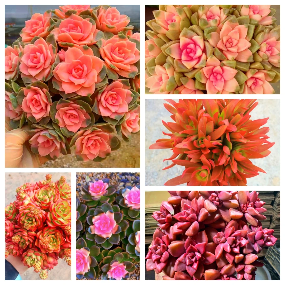 MS满满一大箱，全部挑好的发,6个带盆土，云南基地发。