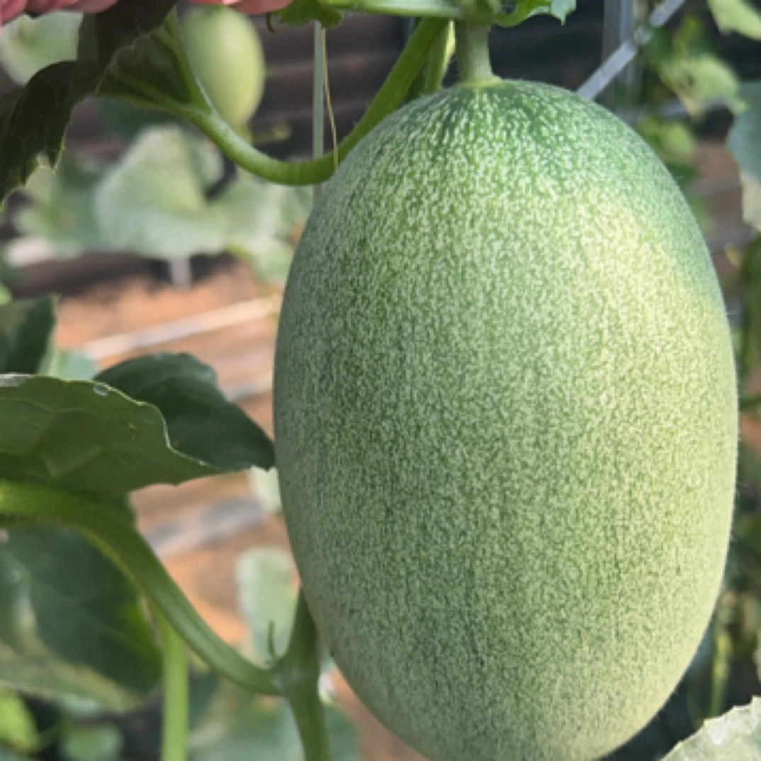 天津本地酸奶甜瓜净重3斤装酸甜可口淡淡奶香，老少皆宜新鲜