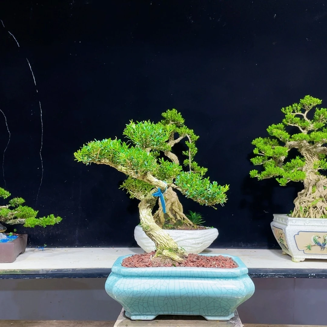 黄杨盆景四季常青