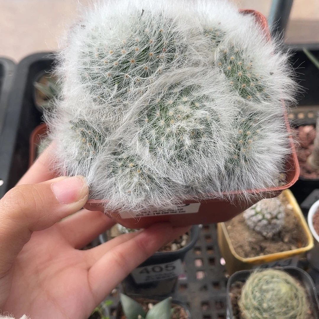 415无刺丽光殿仙人球