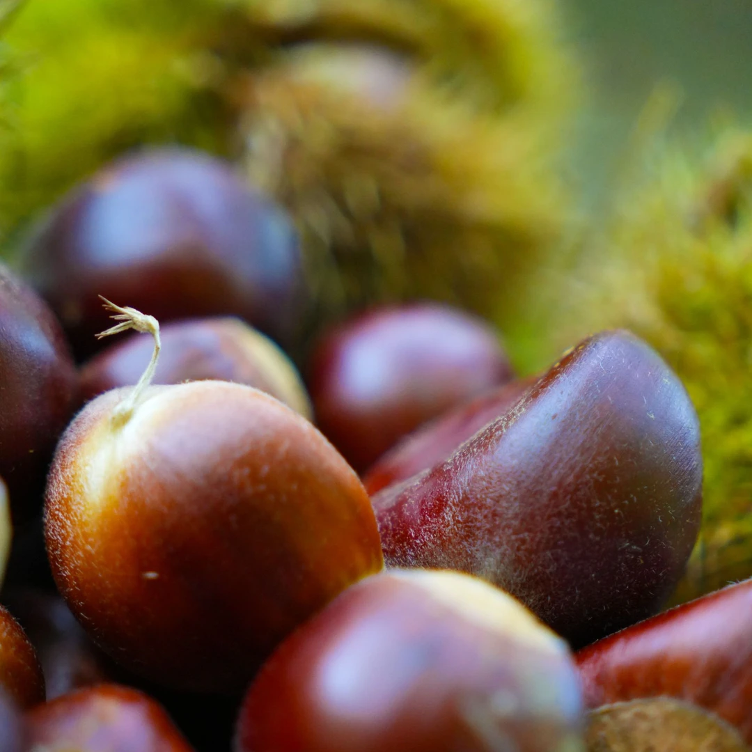 贵州特产新鲜高山板栗美味可口的生鲜坚果