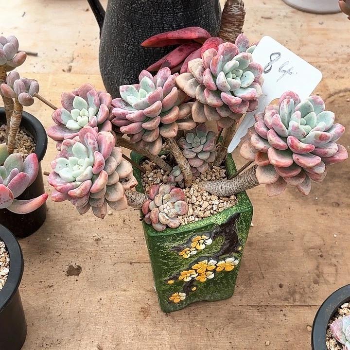 多肉植物，花班露84号