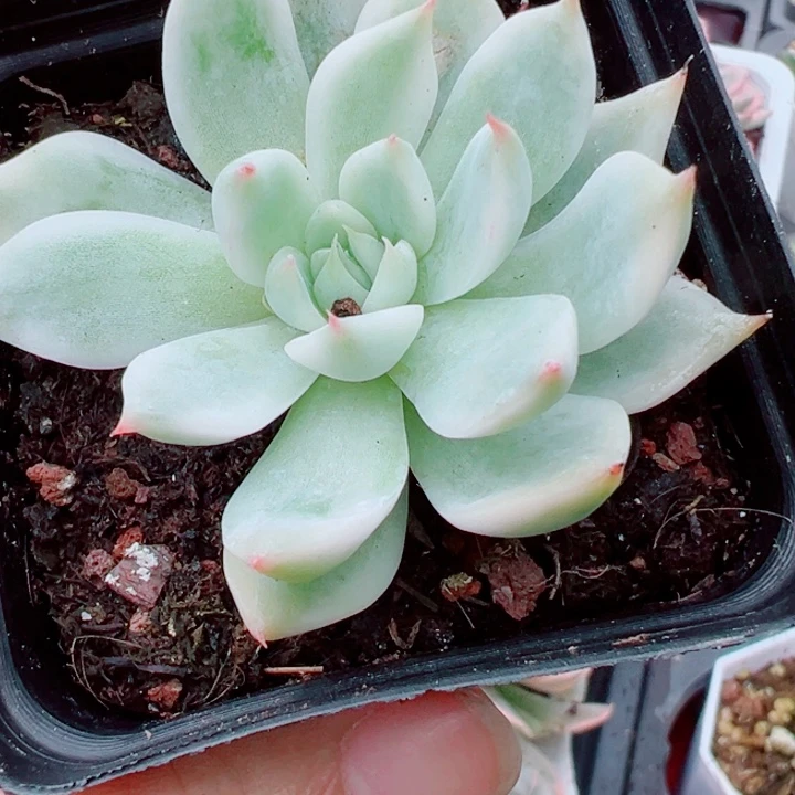 吉娃娃锦多肉植物379