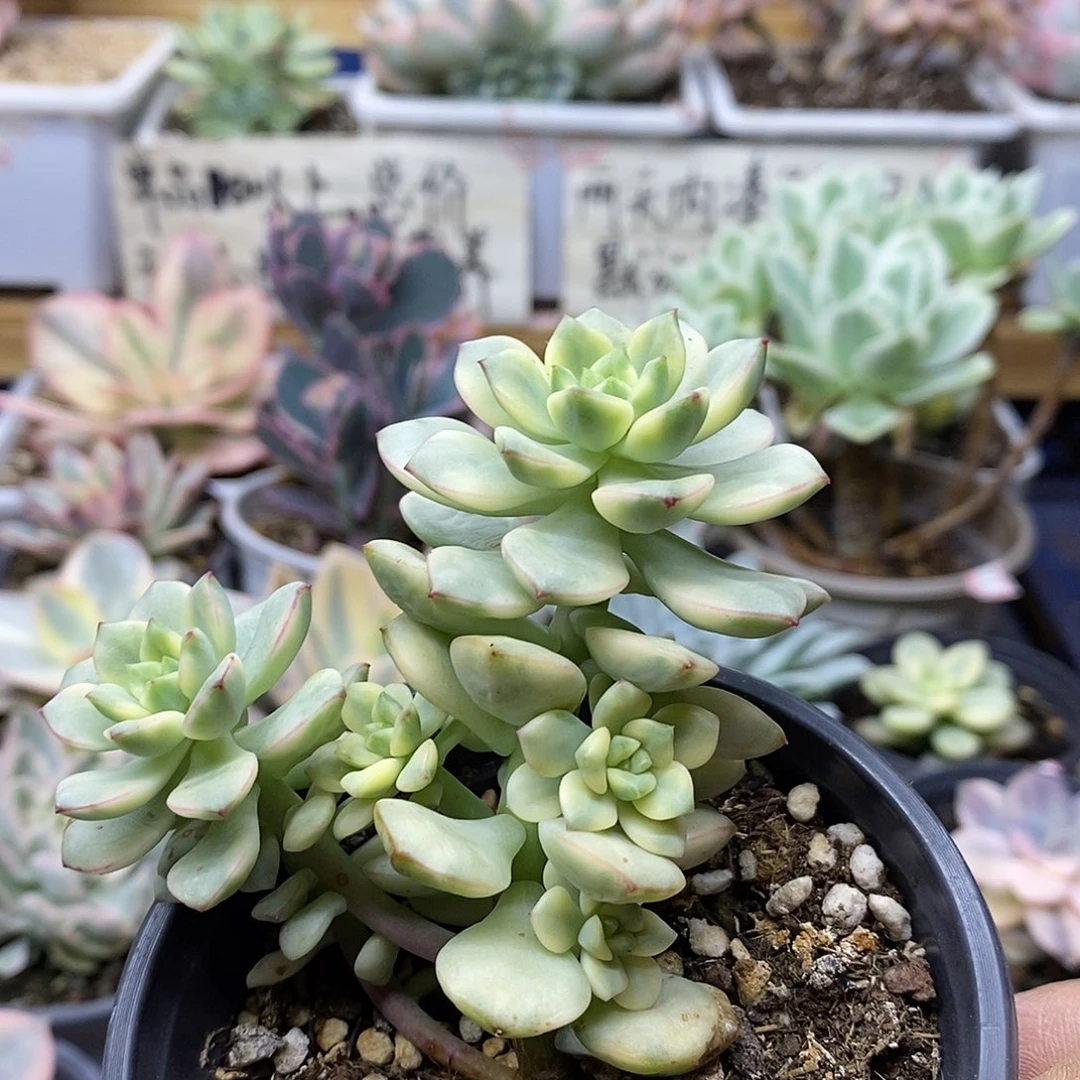 0115 探戈锦自然群