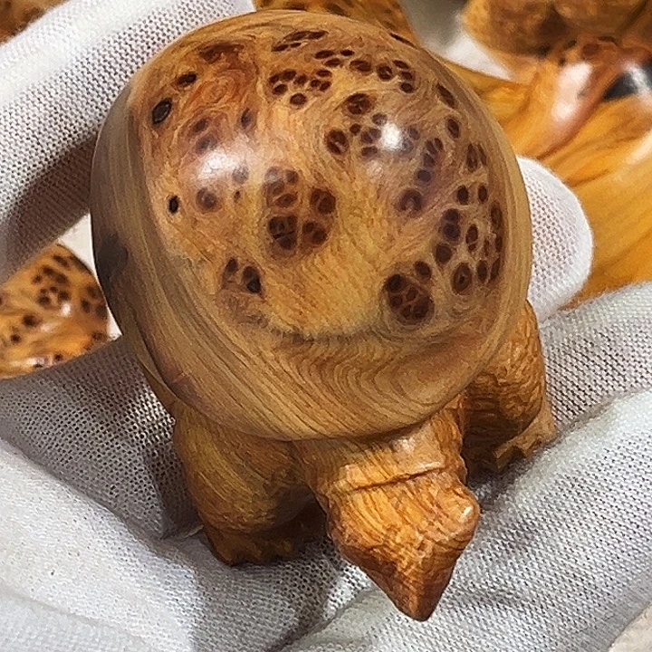 孫***、柏木太行崖柏瘤花金钱龟
