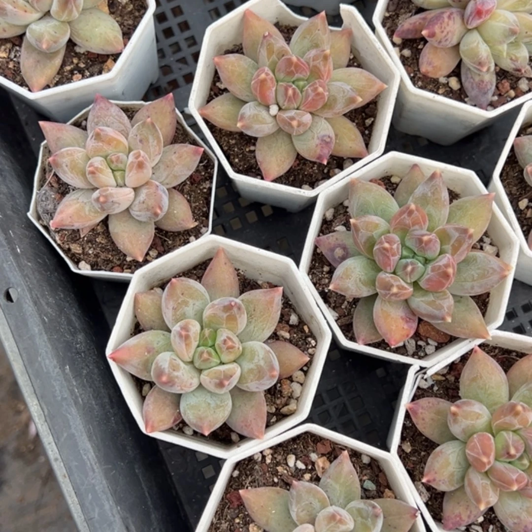 重楼单头到手1颗量拍多肉满20元包邮下午发货