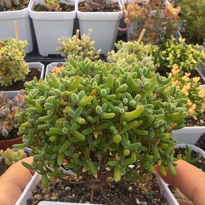 979-蜜桔糖球植物枝干