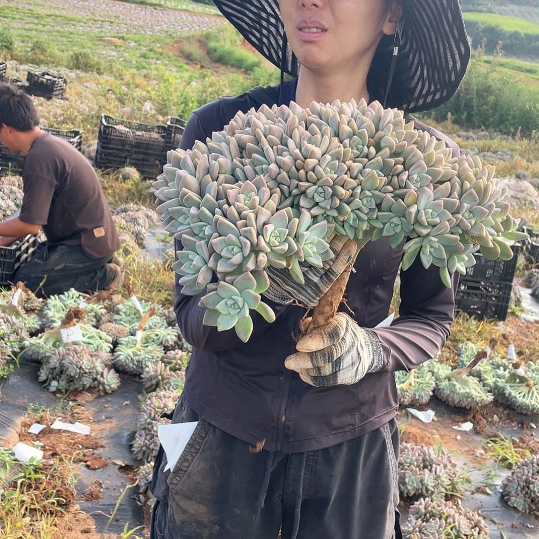230 一物一拍淡雪缀