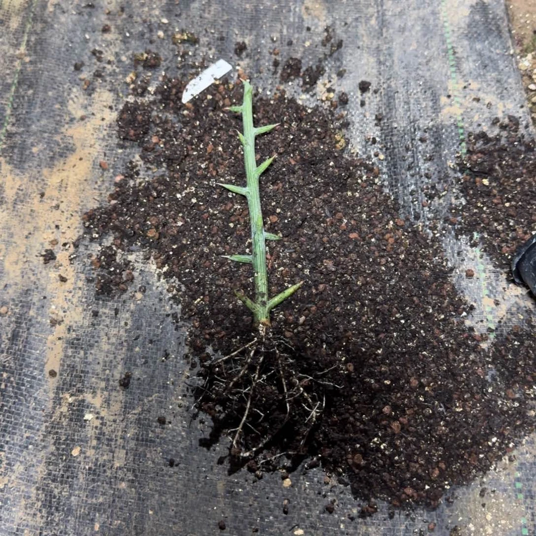 球腺蔓扦插多肉植物