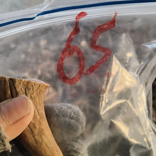 阿***本鹿角鹿角鹿角鹿角鹿角鹿角