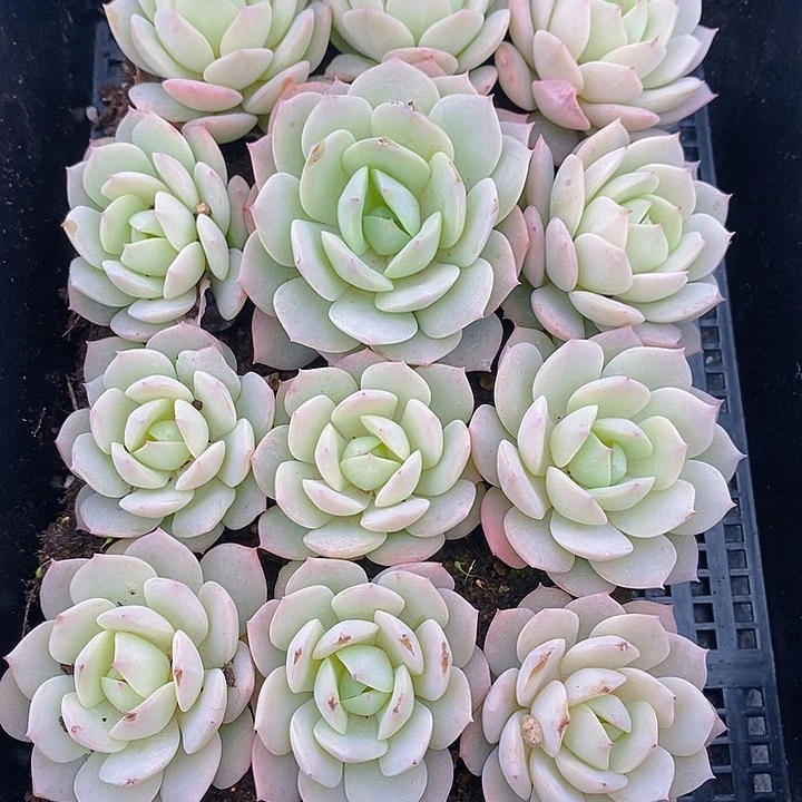 301 多肉植物盆栽花卉植物