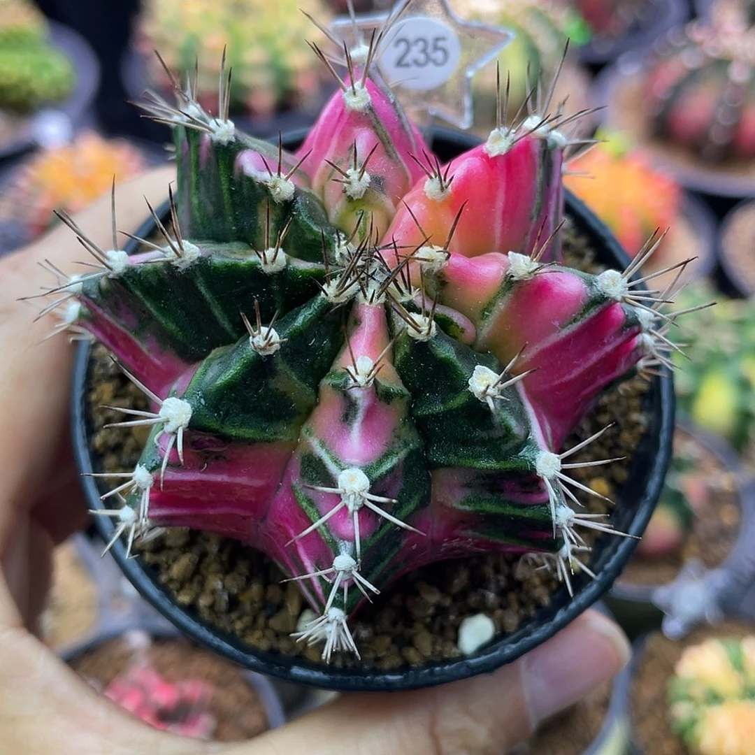 1-235米哈锦6.5厘米