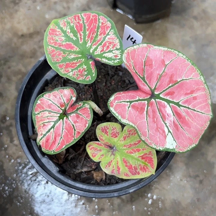 14-0206雅哈哈彩叶芋广东现货