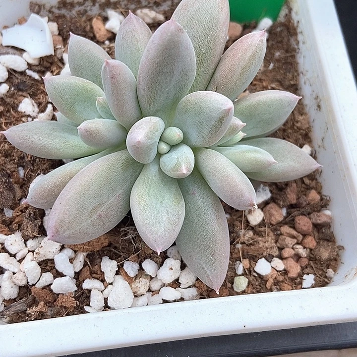 多肉植物哥特萝莉753