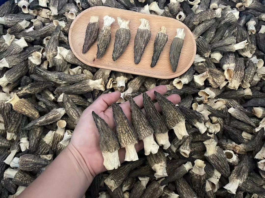 羊肚菌 头渣厚肉5-7cm新鲜云南 海味干货 100g煲汤