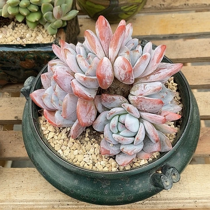 ****豆多肉植物肉肉植物